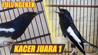 Suara Burung Kacer Juara 1 Indonesia Gacor Durasi Panjang