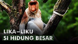 Nasib Bekantan Dari Masa Depan Kalimantan  Monyet Bekantan