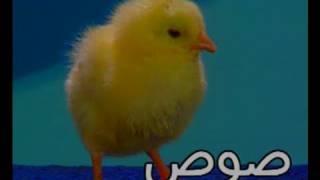 Arabic Nursery Rhyme Baby Chicks - Teach Arabic Kids