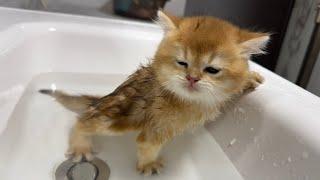 Poor kitten.The kitten is taking a bath for the first time and keeps meowing Cute animal videos