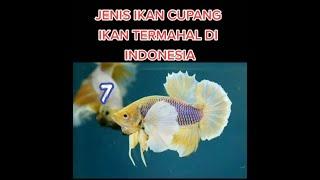 7 JENIS IKAN CUPANG TERMAHAL DI INDONESIA  2021 YG BANYAK DI CARI ORANG