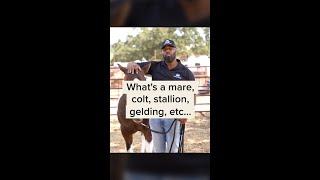 Whats the Difference Between a Mare Stallion Gelding Colt and a Pony?