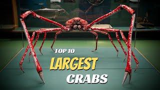 Top 10 Largest Crabs In The World