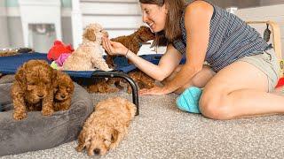 13 Goldendoodle Puppies in Their New Nursery