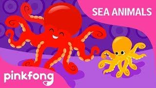 Ooh La la Octopus  Sea Animals Song  Learn Animals  Pinkfong Songs for Children