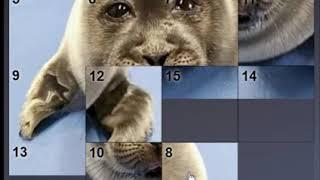 BABY SEAL NIKO SLIDING PUZZLE WORLD RECORD SPEEDRUN TOBA AQUARIUM JAPAN BAIKAL SEAL OMG??SO CUTES