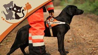 Rettungshundeausbildung - Die Ausbildung zum Rettungshund