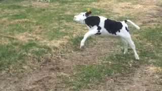 Calves frolicking on the first day out of the barn