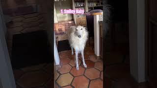 Vladimir’s 3 Auras #borzoi #aura #dogs #shorts #unhinged #funny