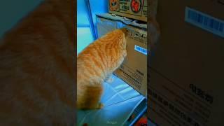 Kucing mau lihat isi box #aksikucing #funnyanimal #funny #funnycat #kucing #tingkahlucukucing