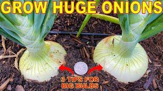 Your Onions Will LOVE You For This 3 Tips To Grow GIANT Onion Bulbs