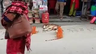 Dog getting scared fake tiger