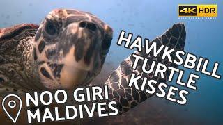 Hawksbill Turtle   Kisses Divers Camera - Noo Giri Maldives - 4K HDR