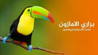 براري الامازون اكتشاف حيوانات ارض الغابات الاستوائية المطيرة  كويست عربية Quest Arabiya