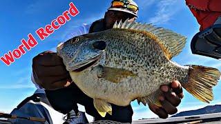 Fishing For The WORLDS BIGGEST Sunfish Redear Shellcracker Fishing
