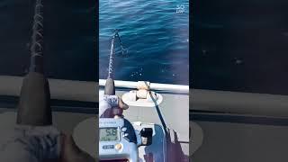 #fishing  КАТУШКОЙ ДОВОЛЕН  ТРЕСКА