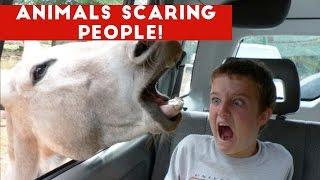 Funniest Animals Scaring People Reactions of 2018 Weekly Compilation  Funny Pet Videos