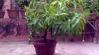 How To Grow Mango In Pots Drum. My Grafted Sensation Mango Plant on Roof Top