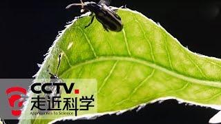《走近科学》 治理水花生：看小小甲虫如何遏制外来入侵植物 20190930  CCTV走近科学官方频道