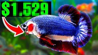 These Are Most EXPENSIVE Betta Fish