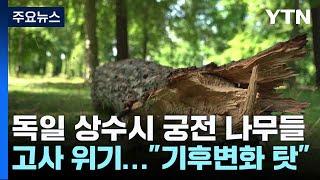 獨 상수시 궁전·英 왕립식물원 나무 고사 위기...기후 변화 탓  YTN