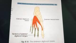 Extensor digitorum brevis -origin insertion nervesupplyactions