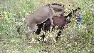 Super Murrah Donkey Mating First Time