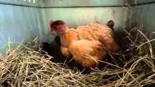 Broody hen with adopted chicks. How to slip baby chicks under a broody hen
