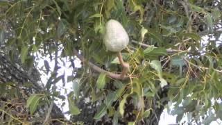 A Front Yard Mahogany Tree