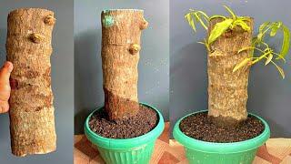 I Am Trying To Grow Mango Tree Big Branch From Cutting