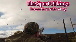 The Best Kind Of Wing Shooting  Grouse Hunting  Driven Grouse Shooting In November