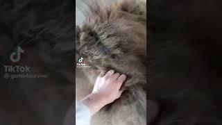 #funny#lion#gulag#meme#viraltiktok creatorGame for survive on tiktok