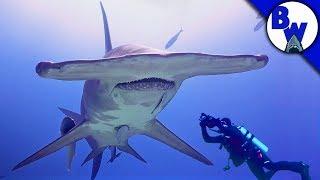 MASSIVE Hammerhead Shark Filmed in Bahamas