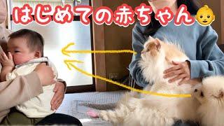 はじめて見た赤ちゃんが大泣きしちゃって猫と犬の反応が可愛すぎた！