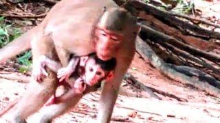 Shocking Heartbreak Baby Monkey Kidnapped by Youngster While Moms Back Turned 