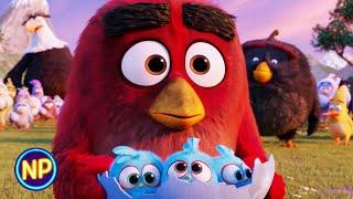 Red Saves the Day  The Angry Birds Movie