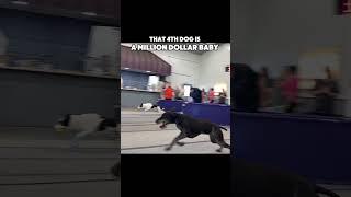 4th dog is a MILLION DOLLAR BABY #dogs #flyball