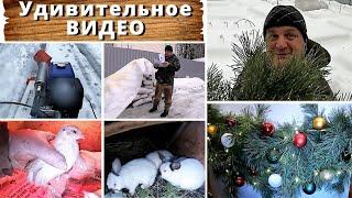 Удивительное ВИДЕО.