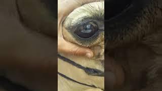 Cataract in camel