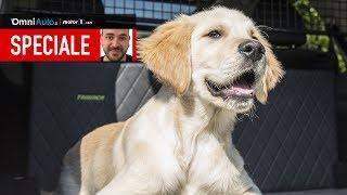 9 cose da sapere per portare un cane in auto