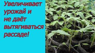 Проверенная подкормка рассады томатов Первая подкормка томатов.