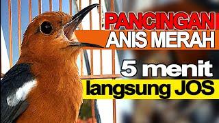 Pancingan ANIS MERAH GACOR Ga Perlu Lama Burung Biar Bunyi Ngeplong di Jamin Sampai Teler YAKIN bos