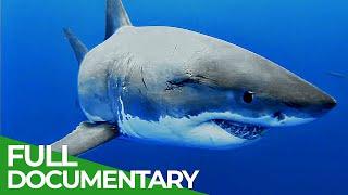 Adventure Ocean Quest The White Sharks of Guadalupe  Episode 4   Free Documentary Nature