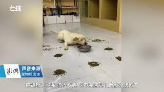 Labrador in Handan goes viral for eating in such rush and husky gets scared away