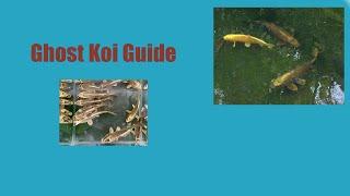 Ghost Koi variety Guide