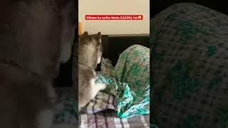 Aise kon uthata hai‼️ #funny #dog #laugh #siberianhusky #ytshorts #shorts