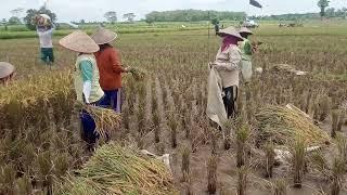 Suasana panen padi di pelosok desa Sukadana Lampung Timur ke arifan lokalpetani ndeso.