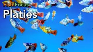 Fish Focus - Platies