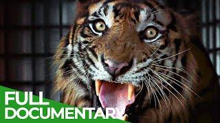 The Sumatran Tiger - The Last of Their Kind  Free Documentary Nature