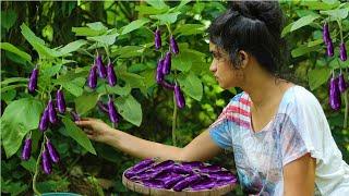 Brinjal in coconut milk sardinella Fish Fry Recipe  for my lunch  village  life.